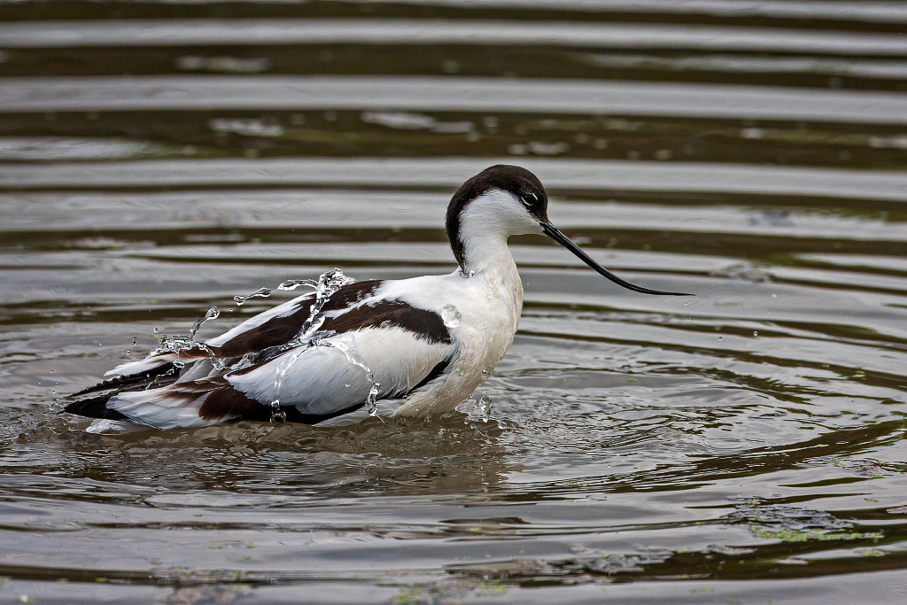 Avocet