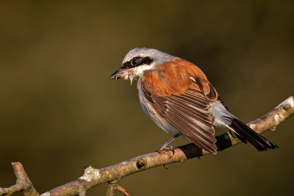 Red-backed Shrike