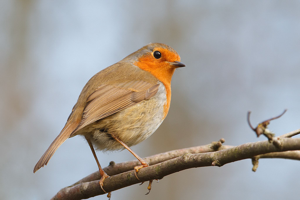 Robin