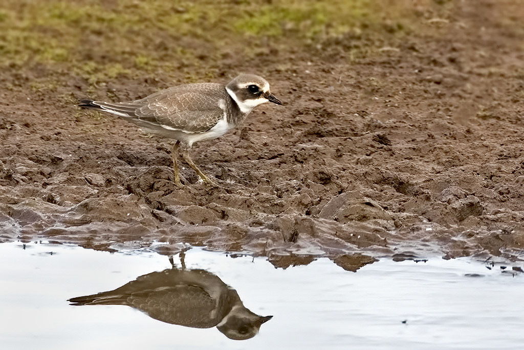 Juvenile Ringed Plover