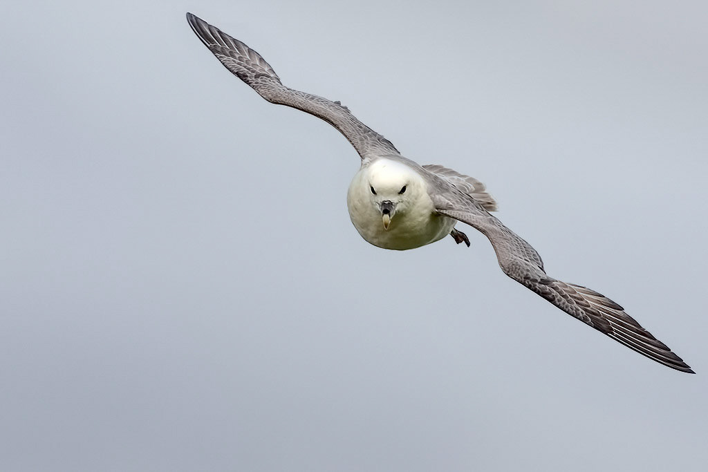 Fulmar