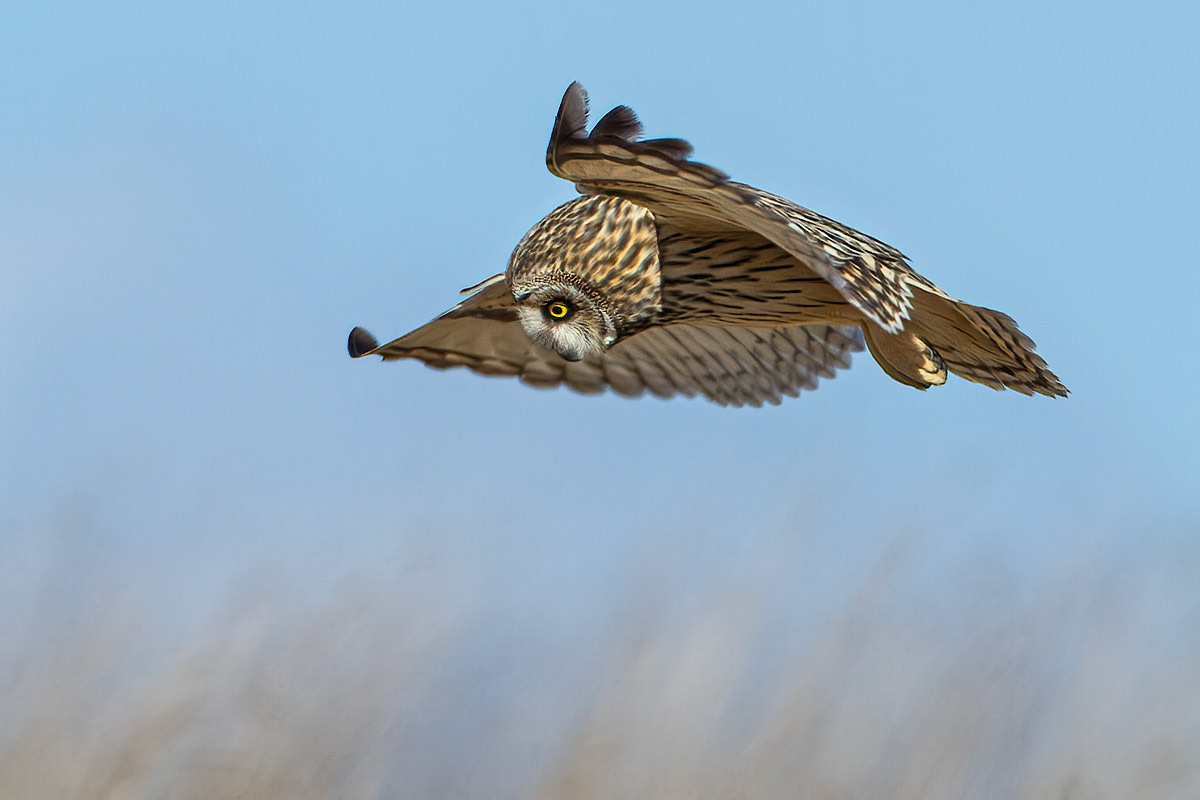 Short-eared Owl