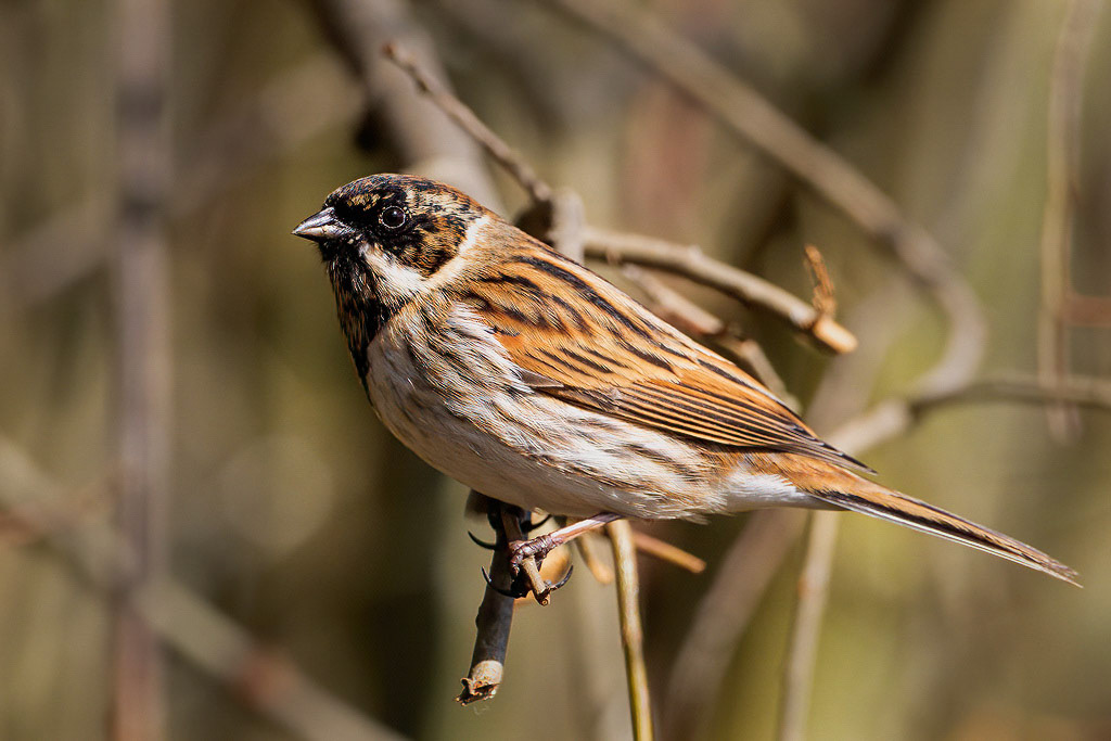 Reed Bunting