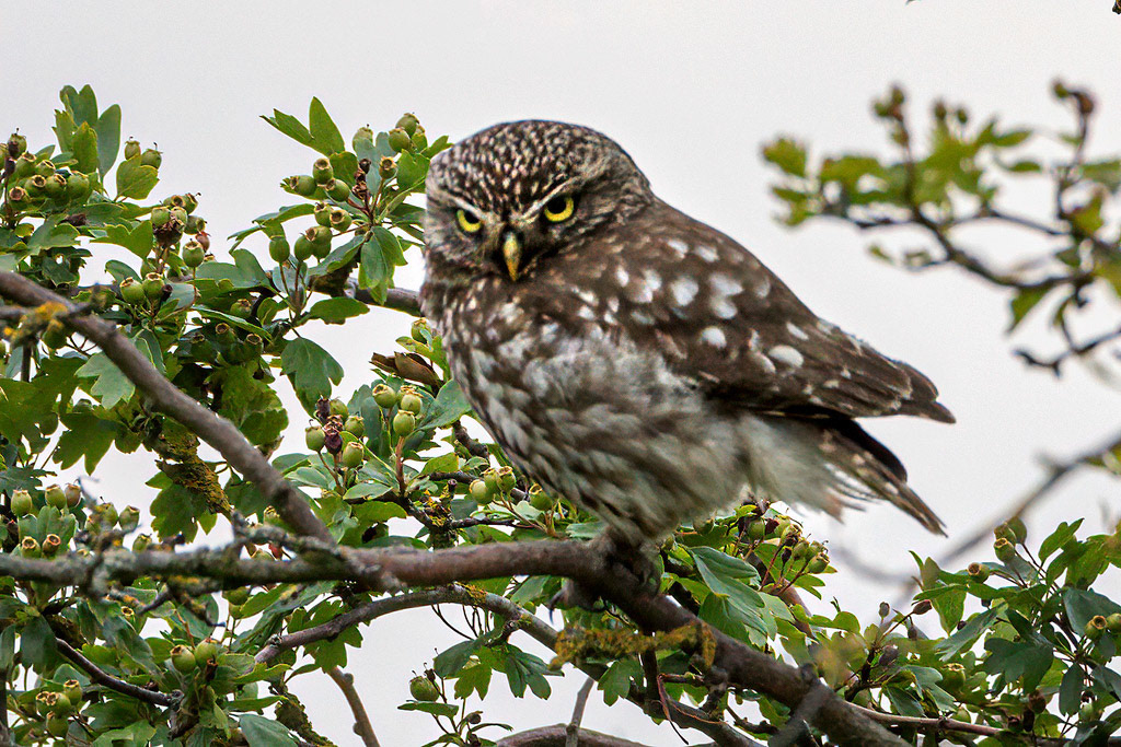 Little Owl