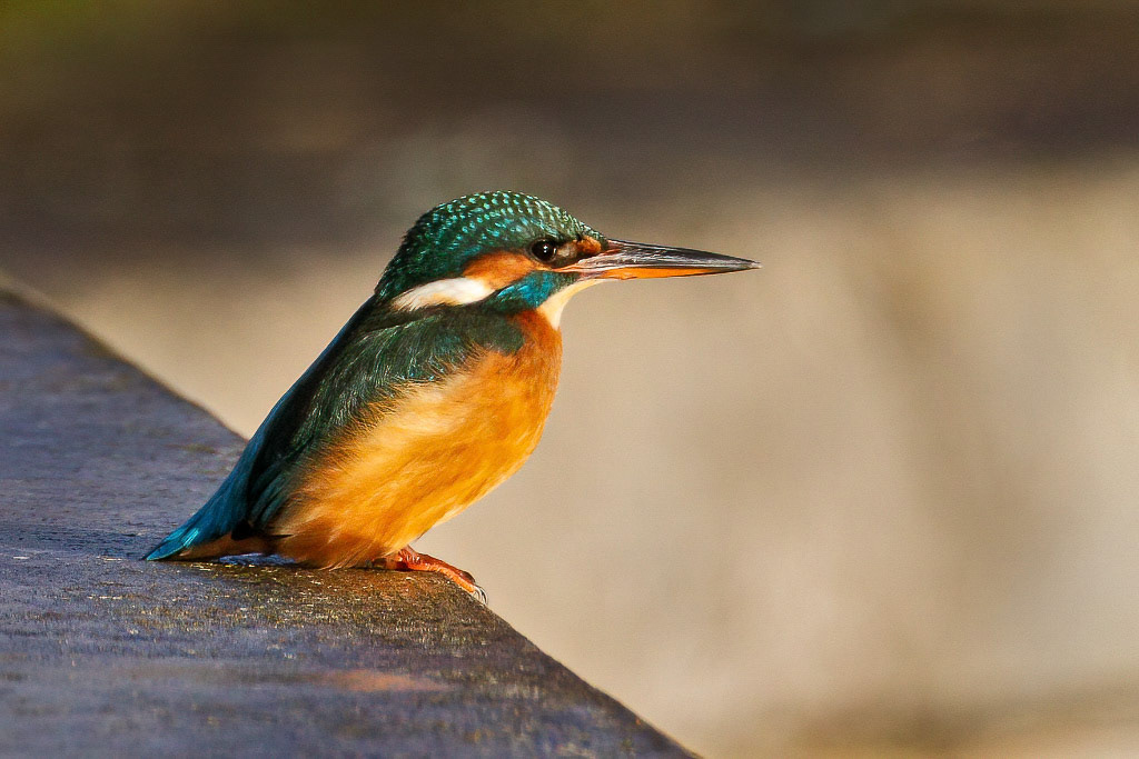 Kingfisher