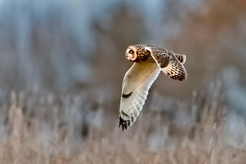 Short-eared Owl