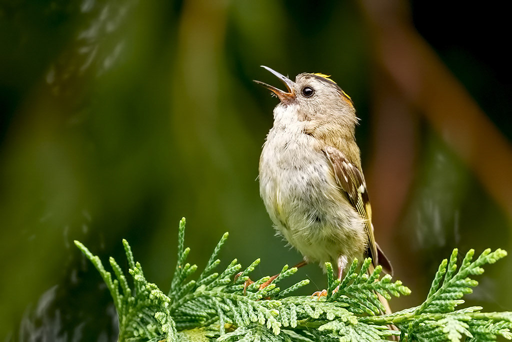 Goldcrest
