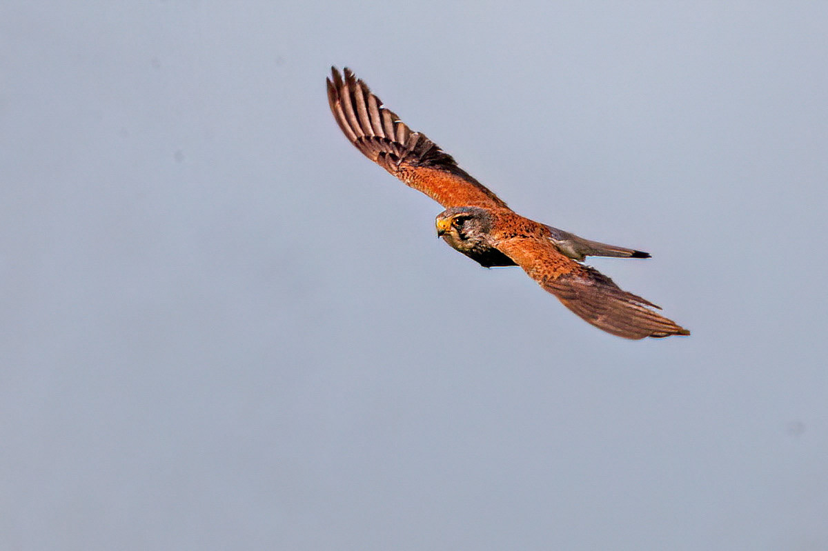 Kestrel