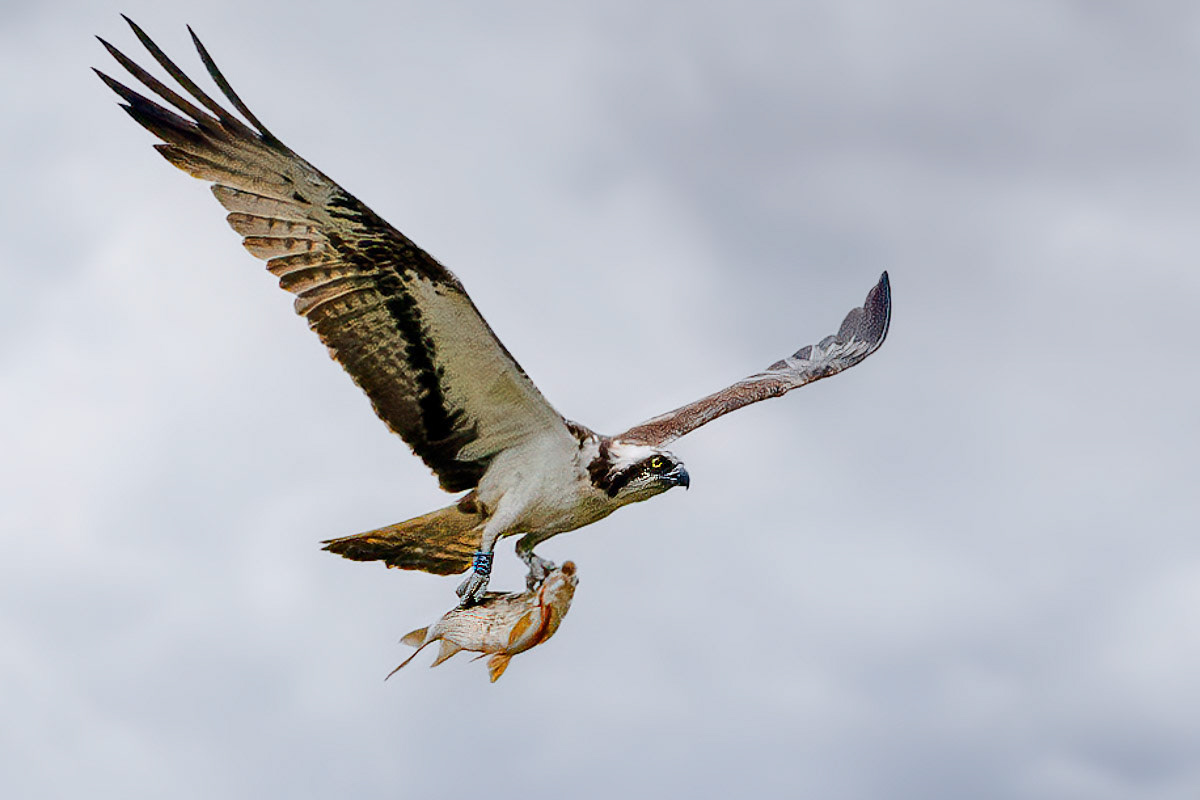 Osprey