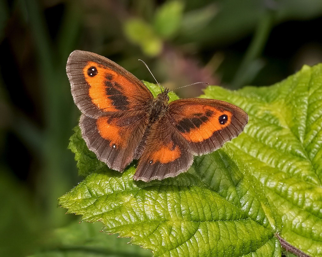 Gatekeeper