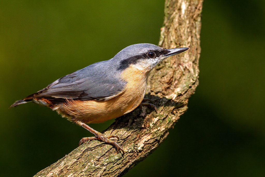 Nuthatch