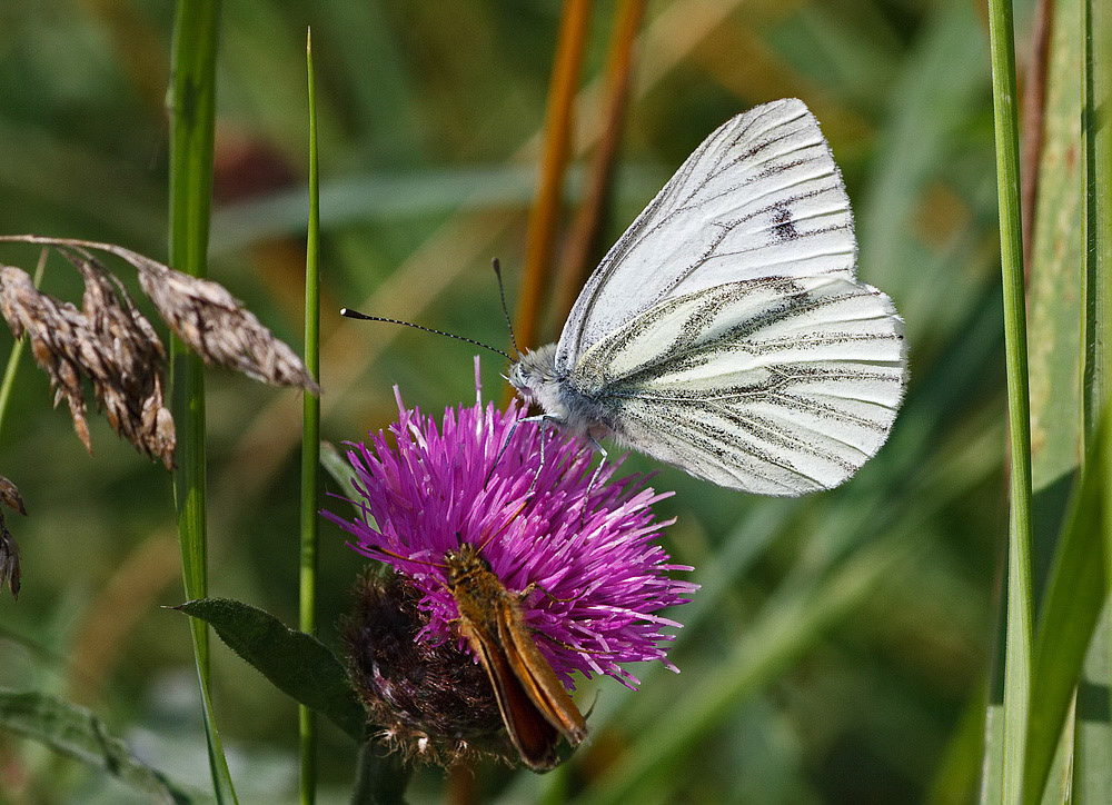Green-veined White