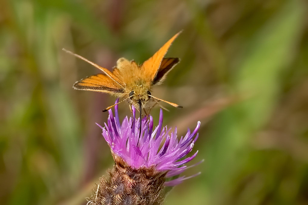Essex Skipper