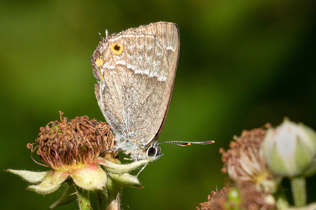 Purple Hairstreak Butterfly