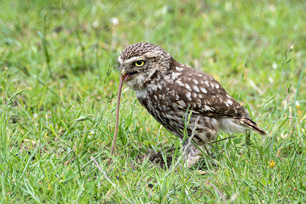 Little Owl