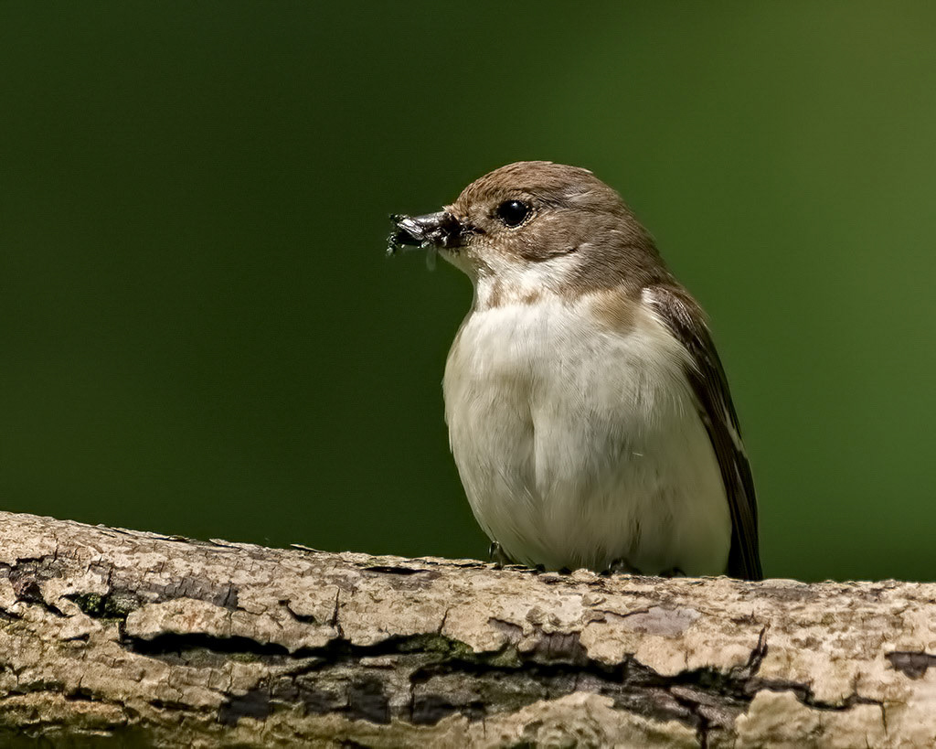 Female Pied Flycatcher