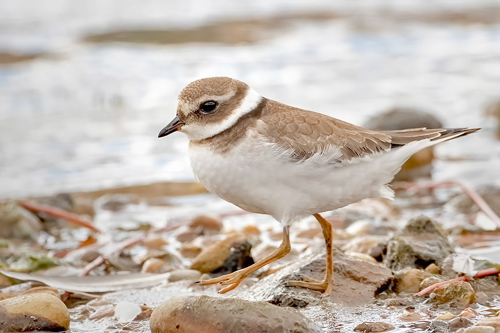 Ringed Plover