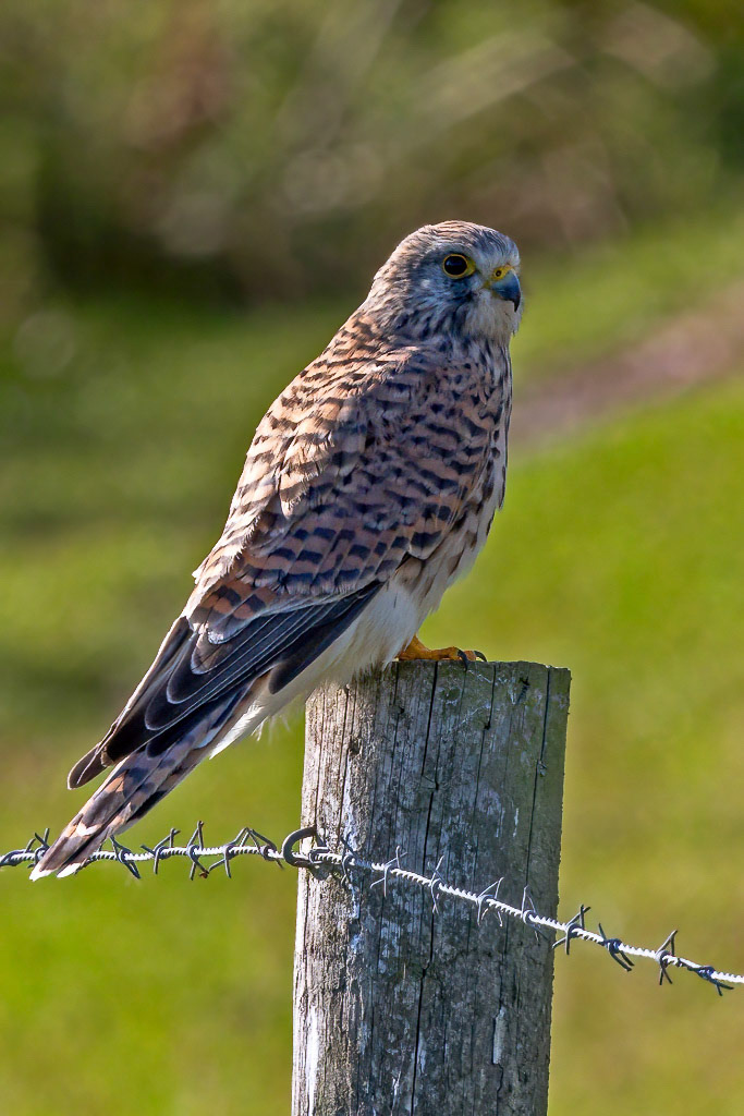 Kestrel
