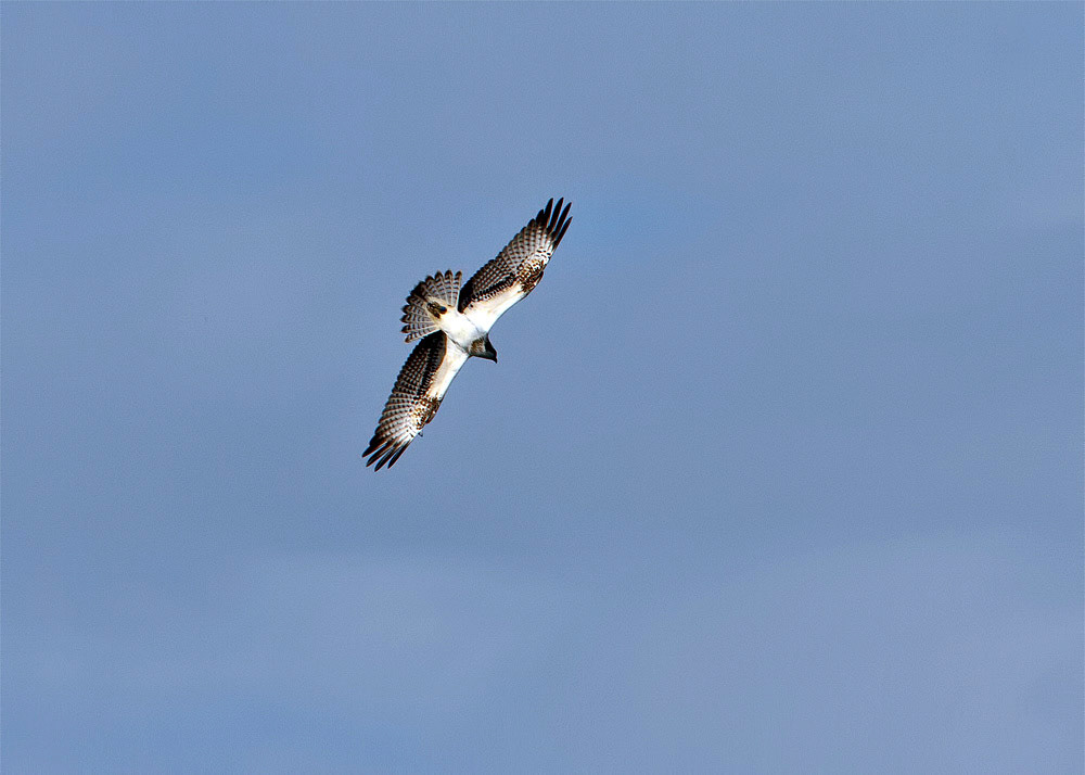 Osprey