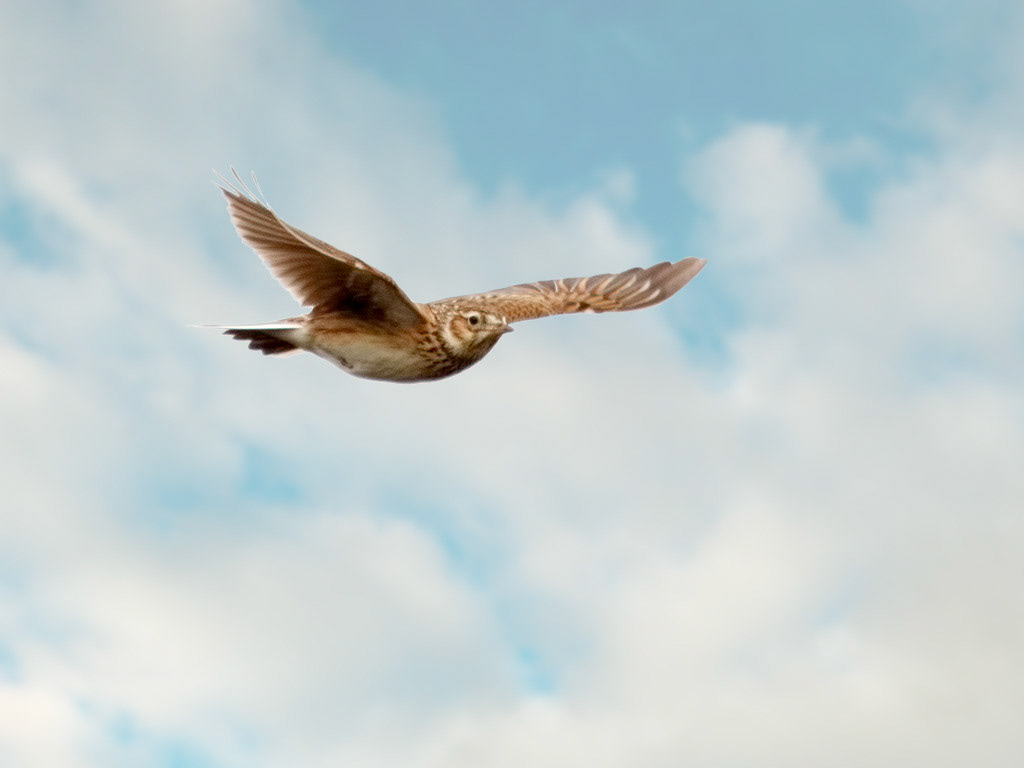 Skylark