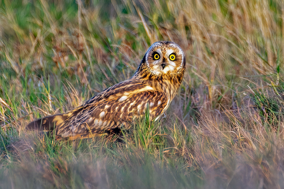 Short-eared Owl