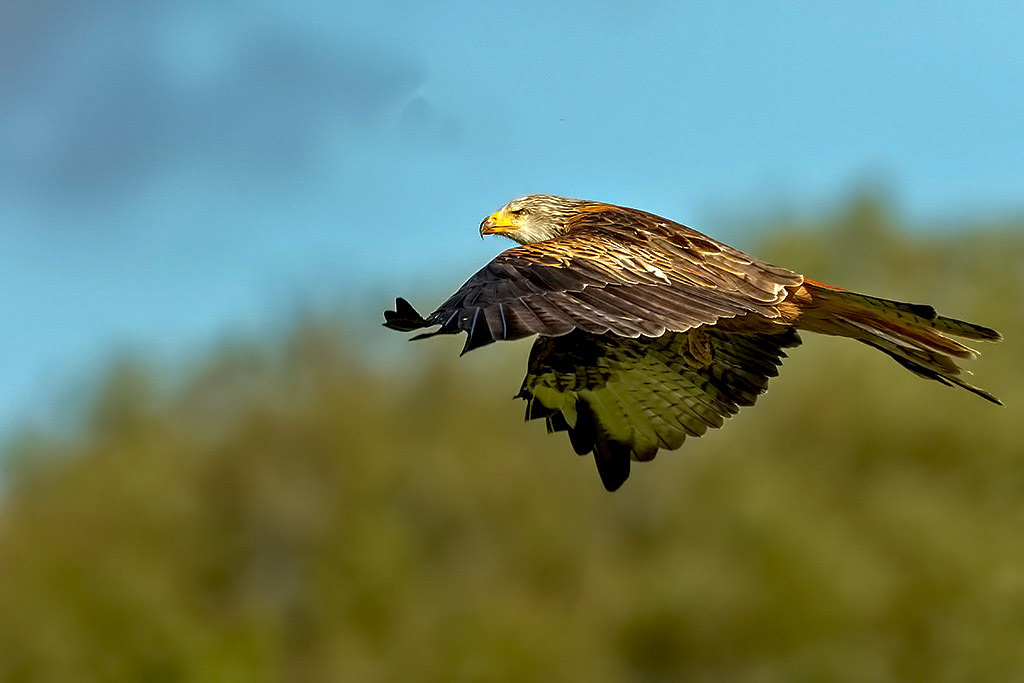 Red Kite