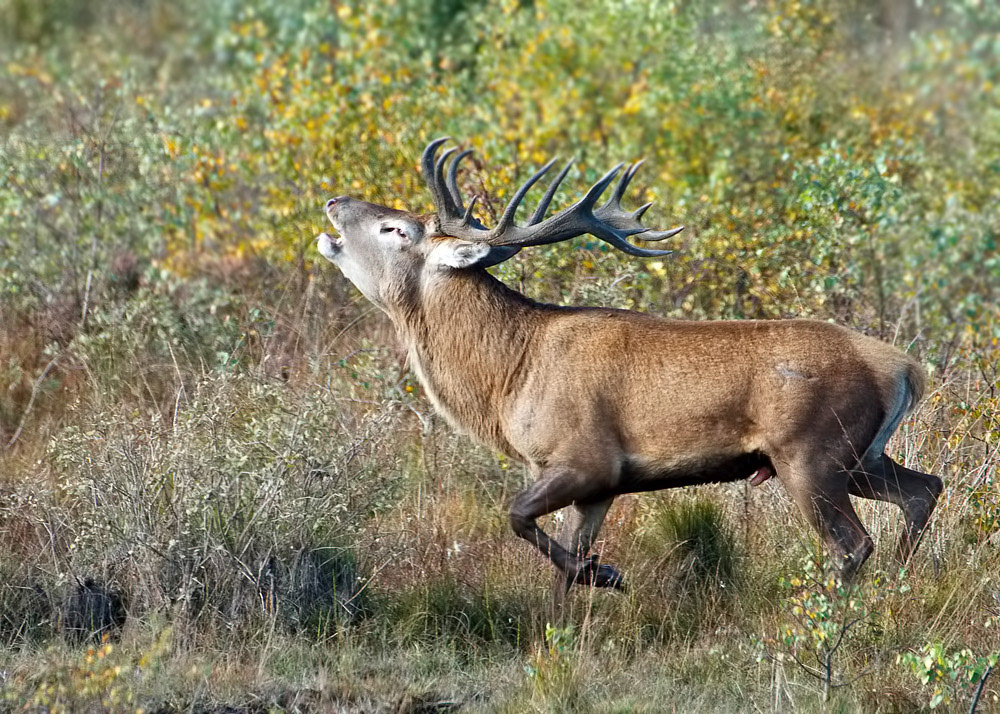 Red Deer