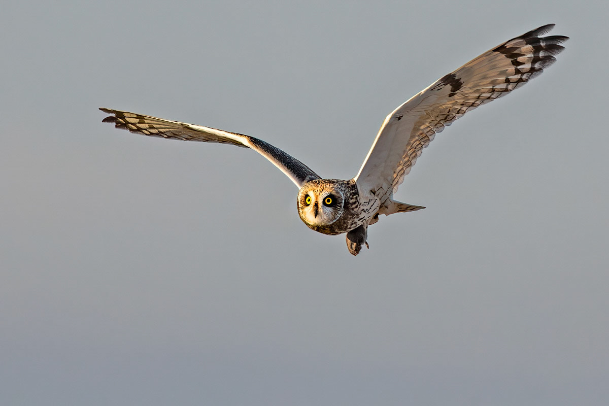 Short-eared Owl