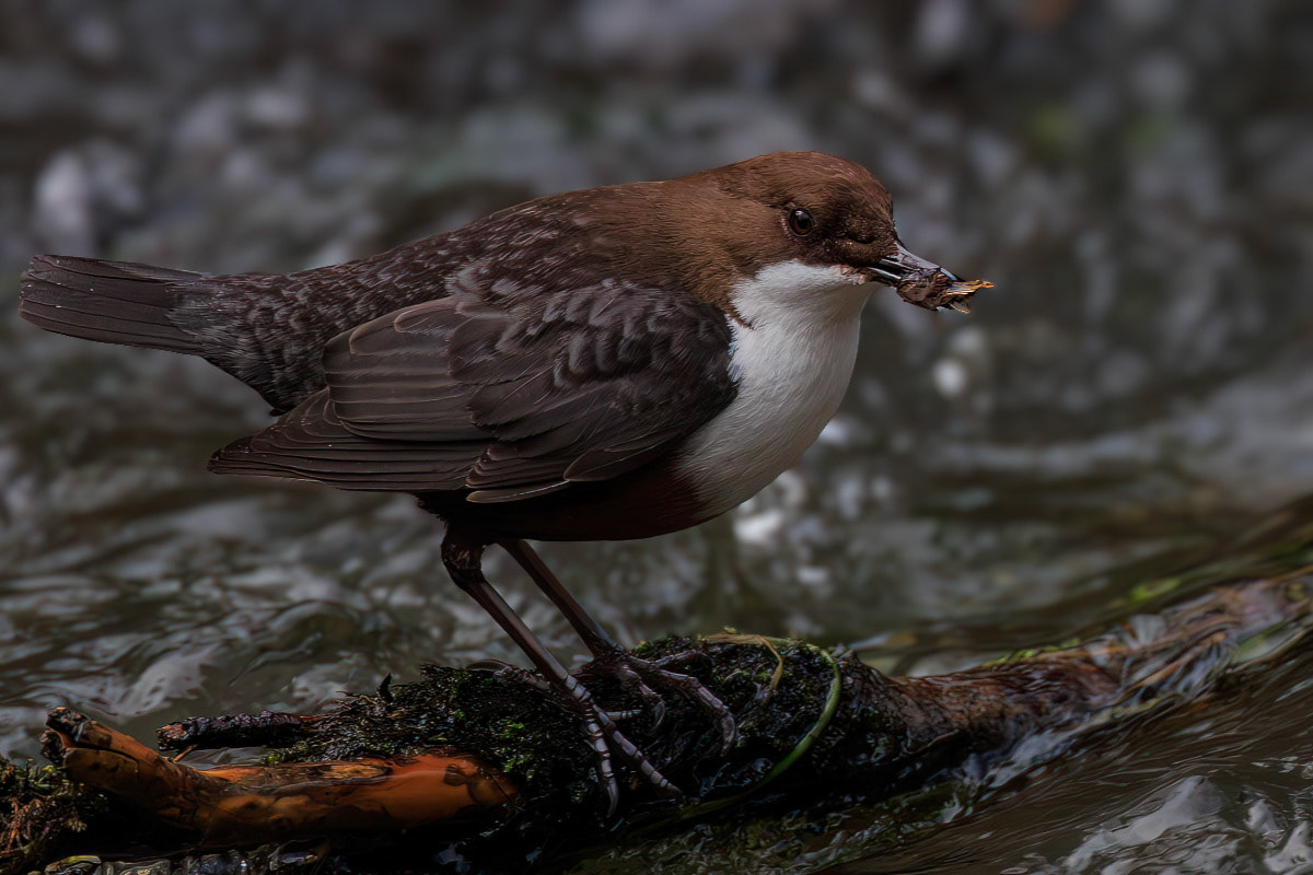 White-throated Dipper