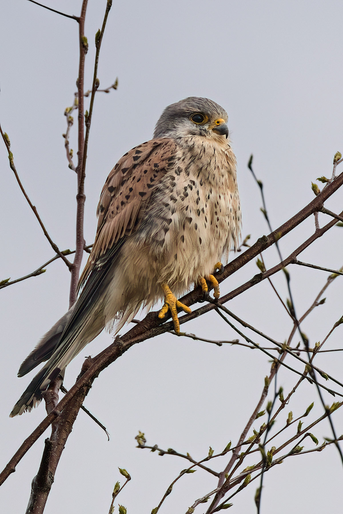 Kestrel