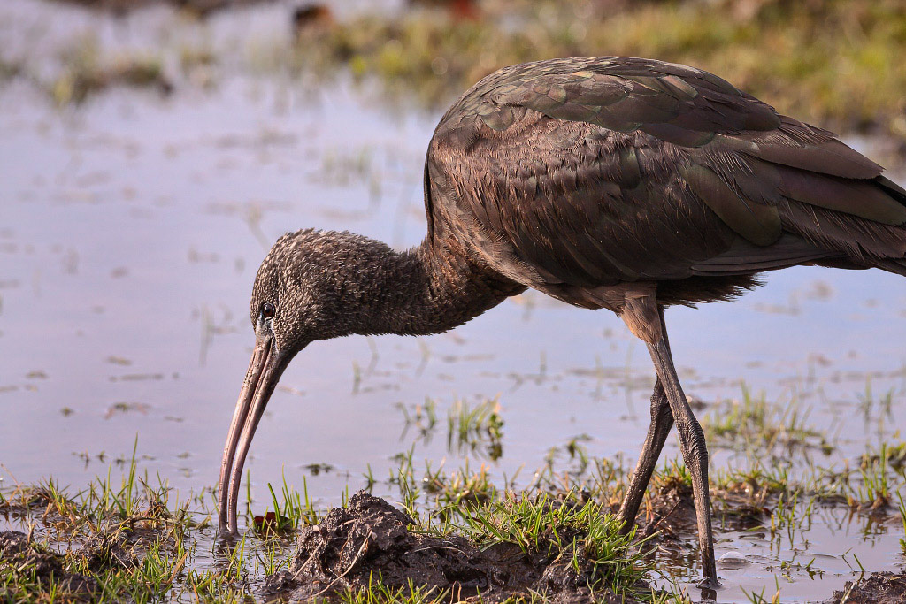 Glossy Ibis