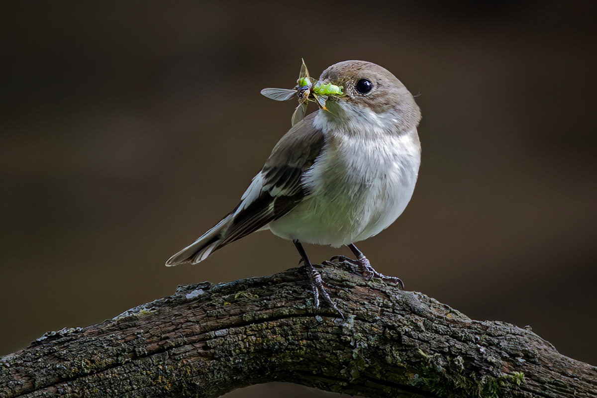 Pied Flycatcher