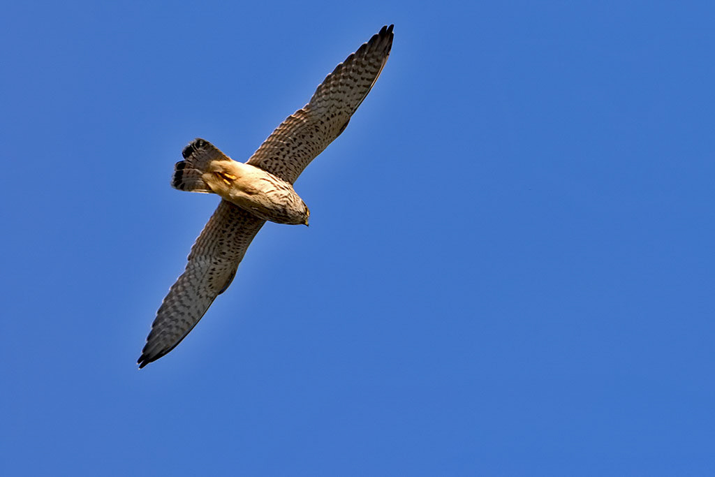 Kestrel