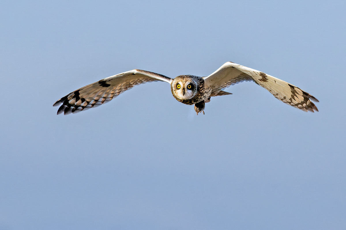 Short-eared Owl
