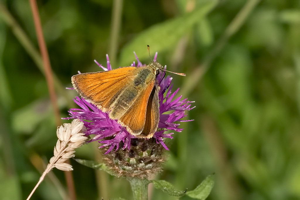 Small Skipper