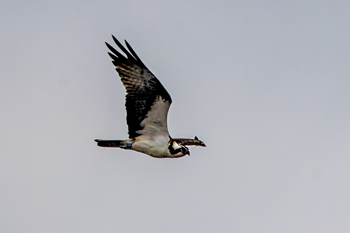 Osprey