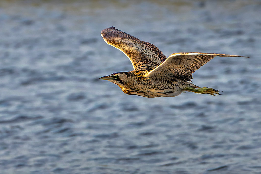 Bittern