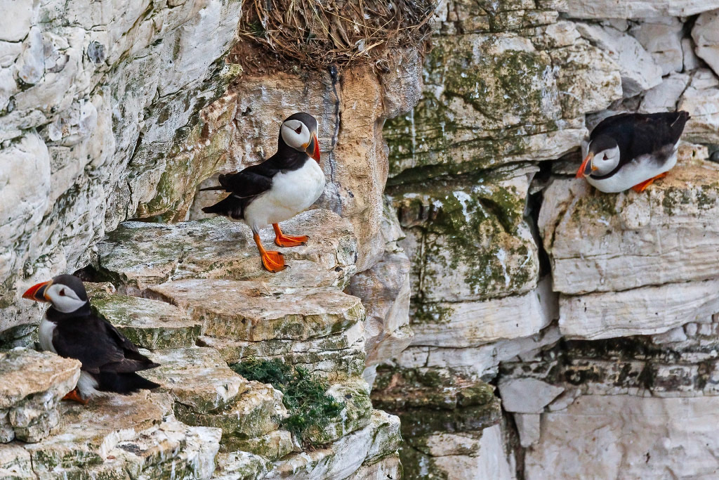 Puffin