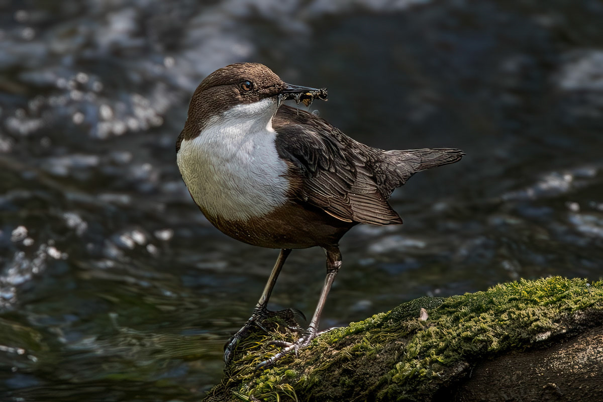 Dipper