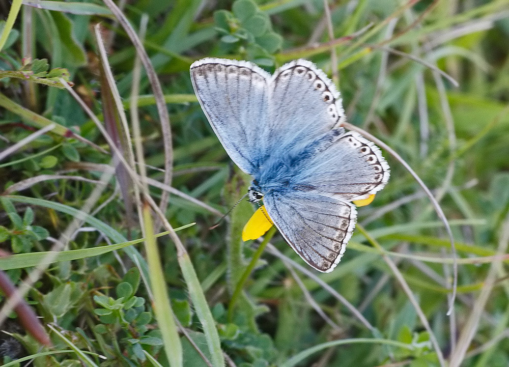 Chalkhill Blue