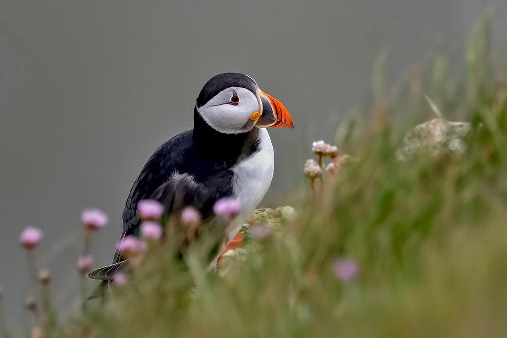 Puffin