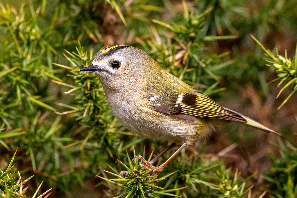 Goldcrest