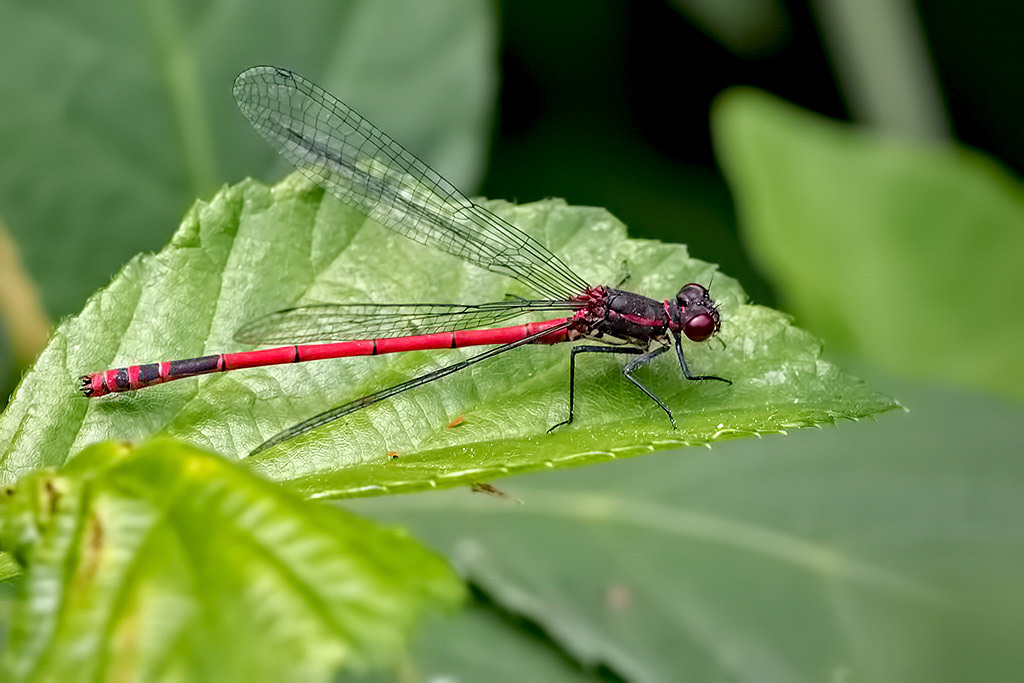 Large Red Damselfly