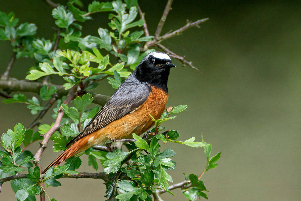 Redstart
