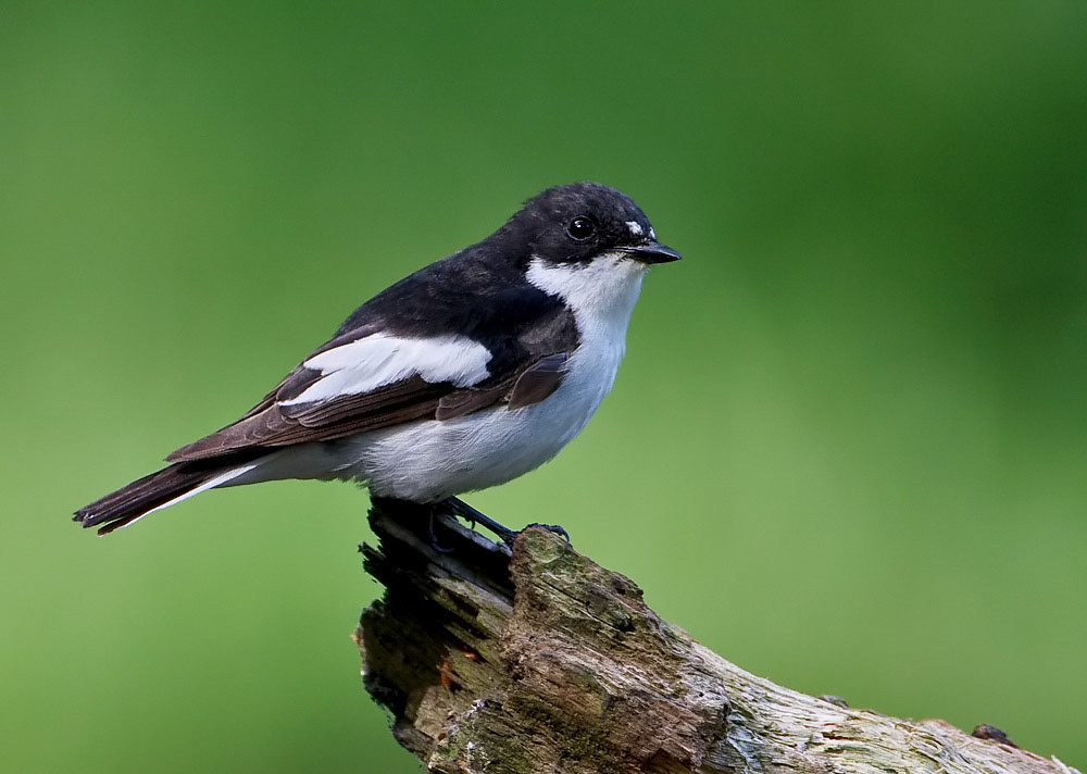 Male Pied Flycatcher