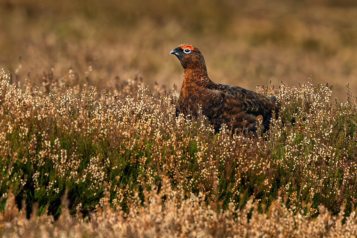 Red Grouse