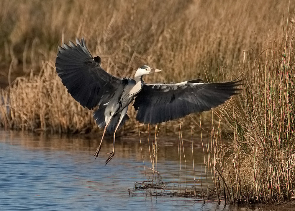 Grey Heron
