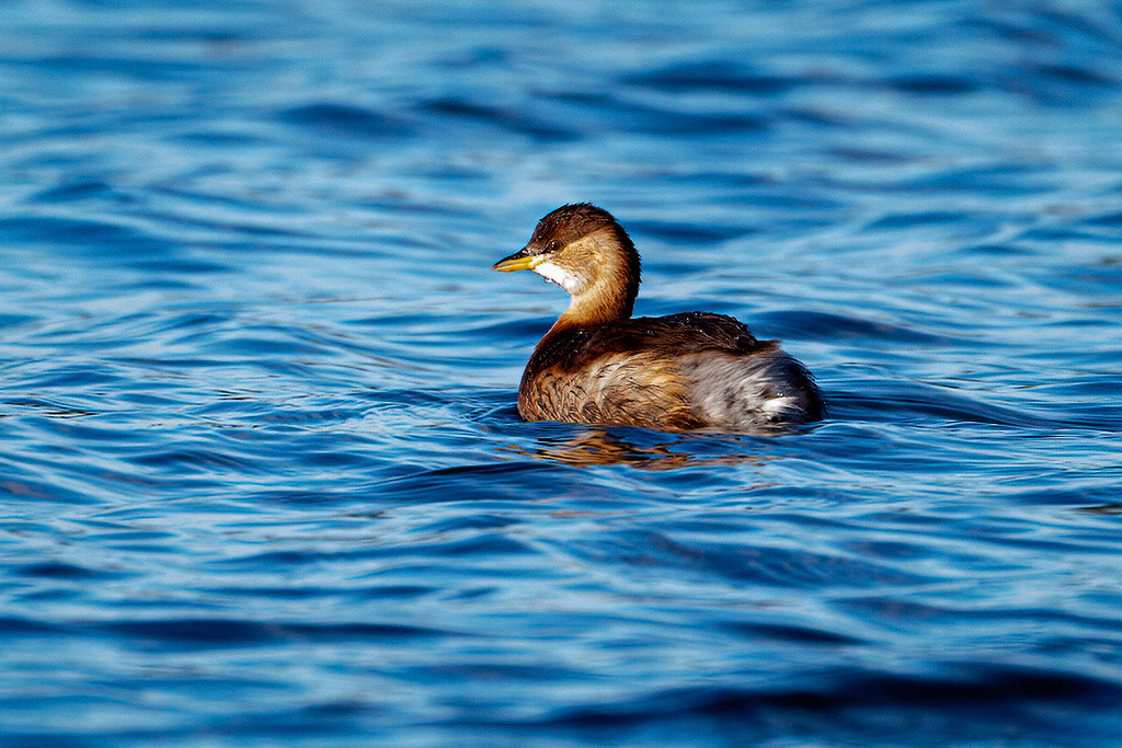 Little Grebe