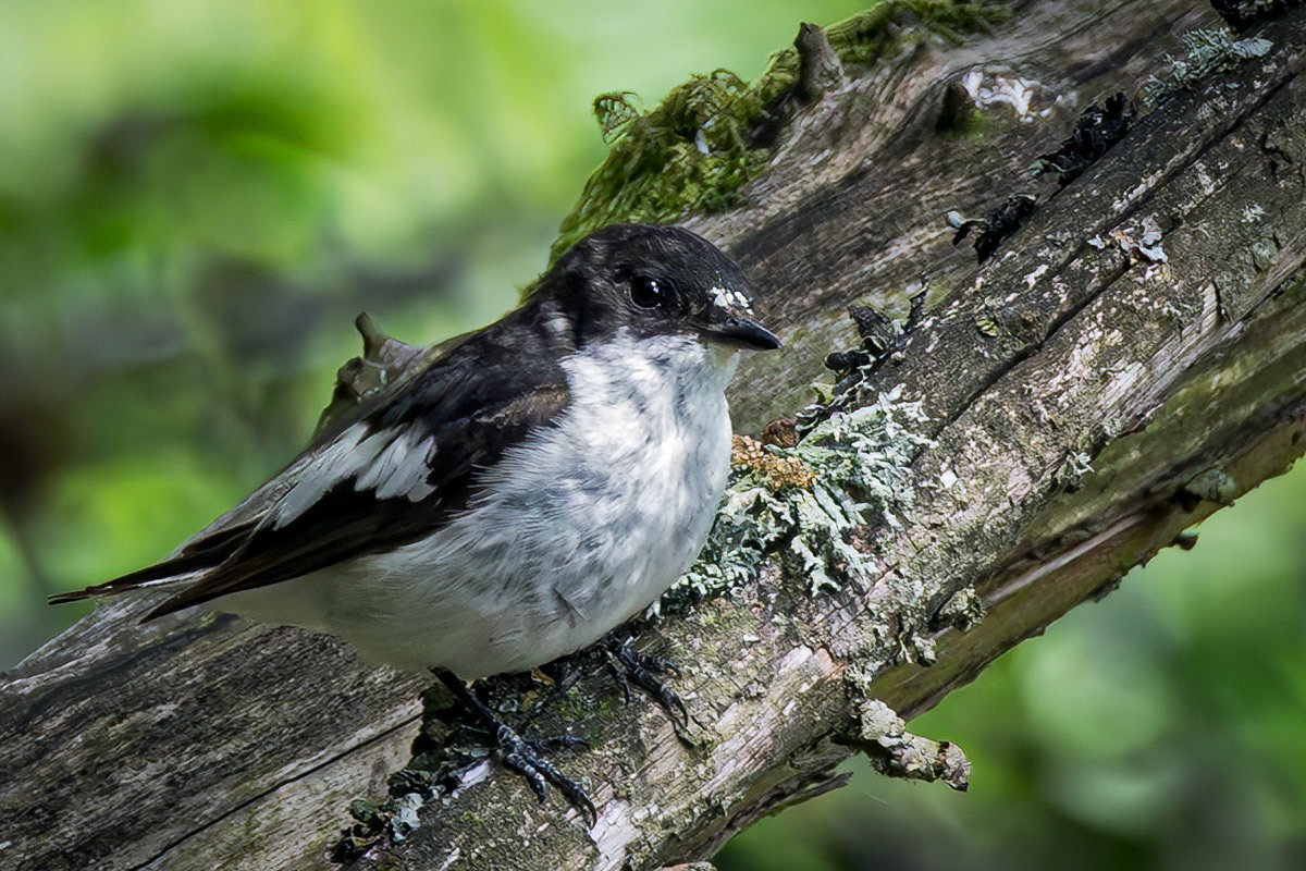 Pied Flycatcher