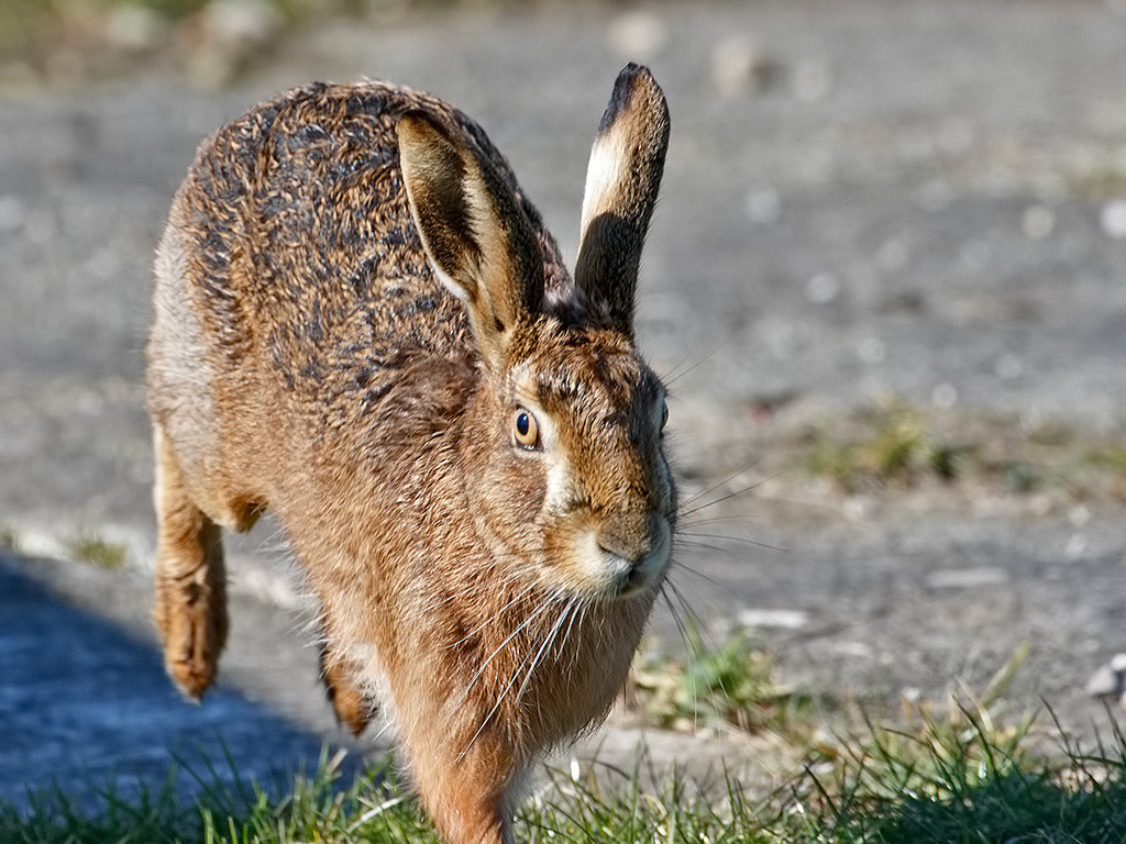 Hare